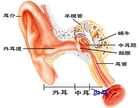 痛い 耳 の 入り口 耳の入り口が痛い原因とは？腫れたりできものが出来てる場合の対処法は？