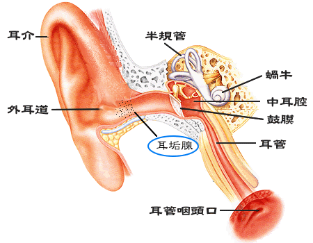 コロナ 耳の奥が痛い 耳の痛みを症状とする病気は意外と多い！原因や治療法、耳の痛みを感じたときのケア方法は？｜医療法人あだち耳鼻咽喉科